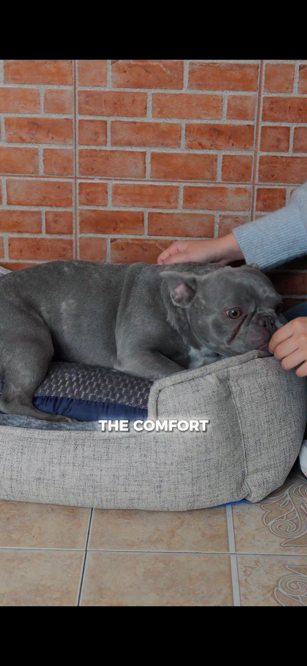 Premium Orthopedic Dog Bed - Plush Memory Foam Pet House For Small To Large Dogs