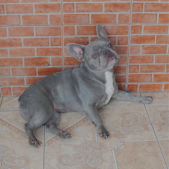 Premium Orthopedic Dog Bed
