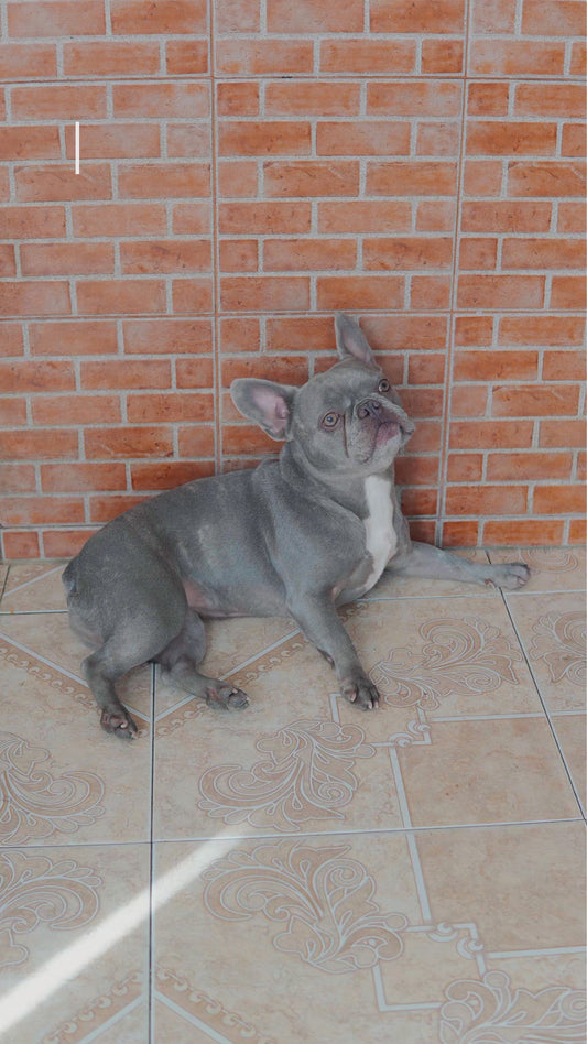 Premium Orthopedic Dog Bed