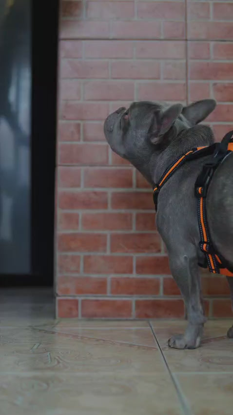 Automatic pet water